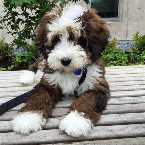  The Miniature Bernedoodle stands at 18 to 22 inches tall and weighs 25 to 49 pounds